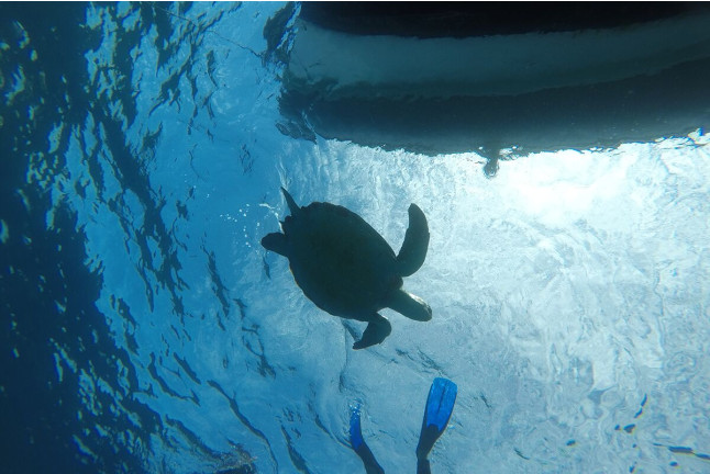 Excursión en Barco con Snorkel, Fotos y Vídeos para Visitar Lenguas de Lava Sumergidas (La Caleta de Adeje, Tenerife)