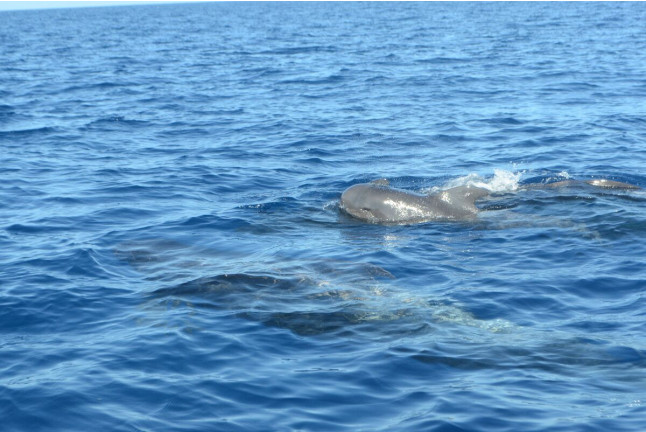 Excursión en Barco 5h, Avistamiento de Cetáceos, Los Gigantes y Comida (Tenerife)