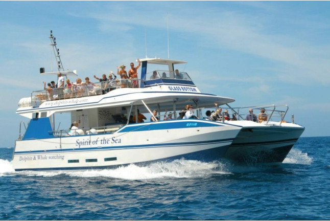 Excursión en Catamarán para Avistar Delfines y Ballenas con Bebidas (Gran Canaria)