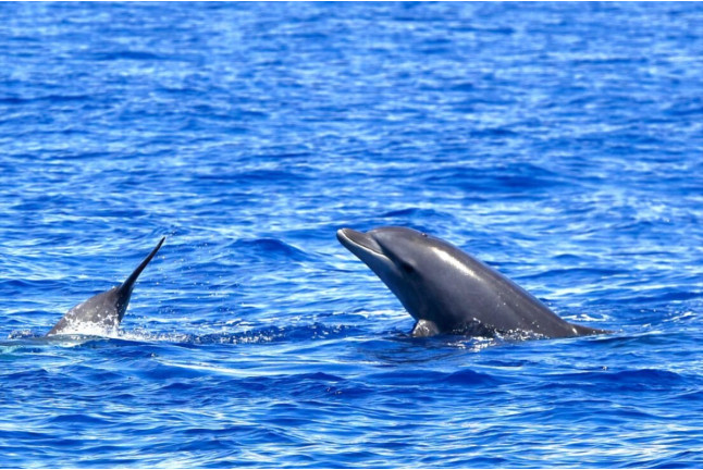 Excursión en Catamarán para Avistar Delfines y Ballenas con Bebidas (Gran Canaria)