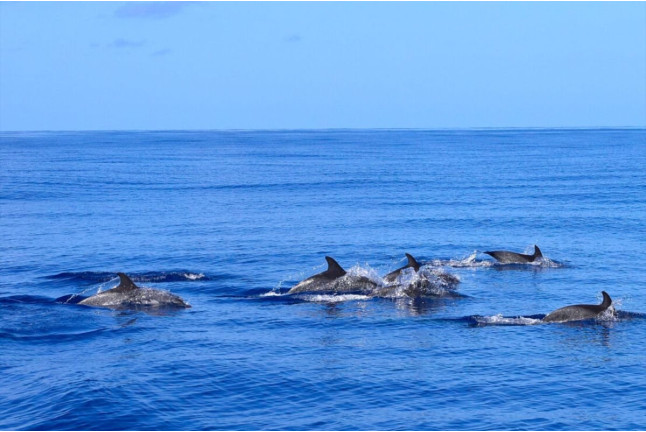 Excursión en Catamarán para Avistar Delfines y Ballenas con Bebidas (Gran Canaria)