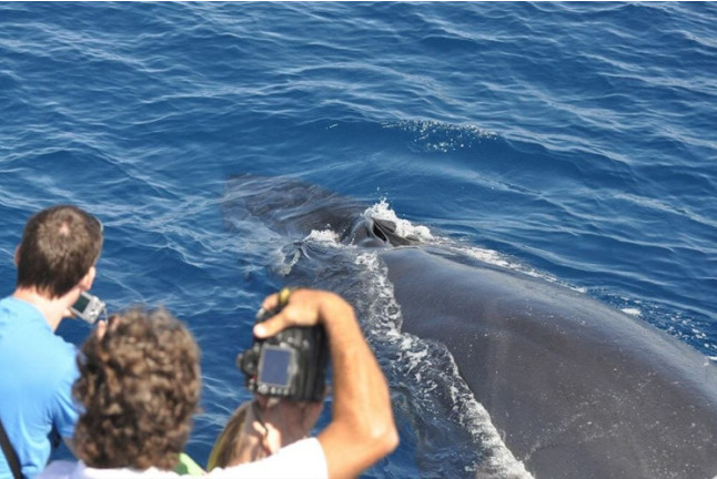 Excursión en Catamarán para Avistar Delfines y Ballenas con Bebidas (Gran Canaria)