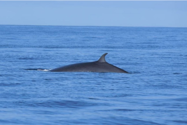 Excursión en Catamarán para Avistar Delfines y Ballenas con Bebidas (Gran Canaria)