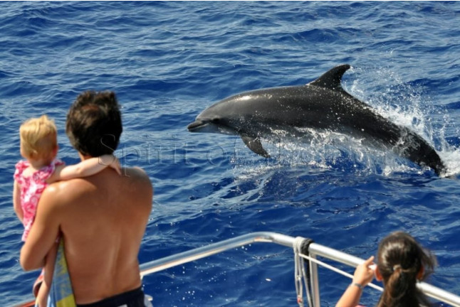 Excursión en Catamarán para Avistar Delfines y Ballenas con Bebidas (Gran Canaria)