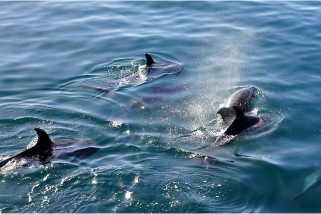 Excursión en Barco para ver Delfines (Sotogrande, Cádiz)