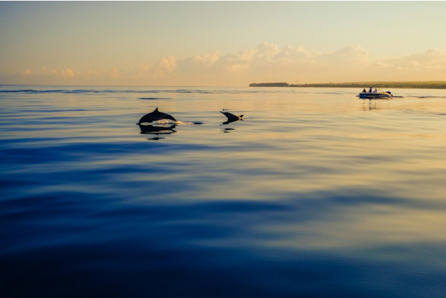 Excursión en Barco para ver Delfines (Sotogrande, Cádiz)