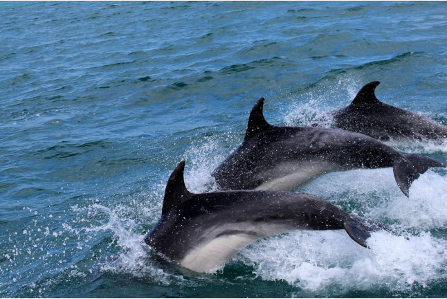 Excursión en Barco para ver Delfines (Sotogrande, Cádiz)