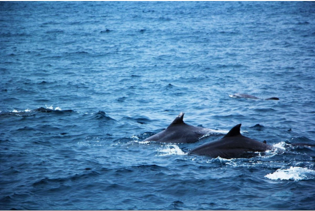 Excursión en Barco para ver Delfines (Sotogrande, Cádiz)