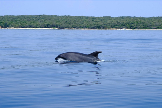 Excursión en Barco para ver Delfines (Sotogrande, Cádiz)