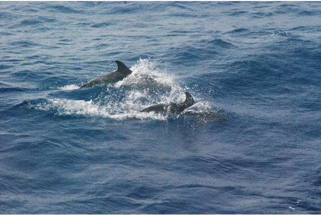 Excursión en Barco para ver Delfines (Sotogrande, Cádiz)