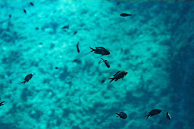 Excursión en Lancha con Snorkel y Visita a Cuevas y Playas (Fornells, Menorca)