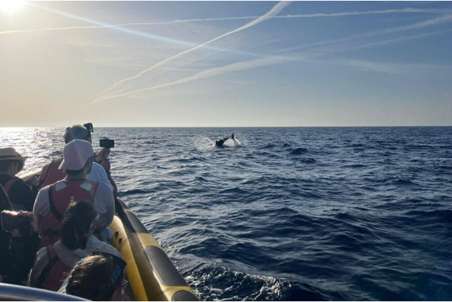 Excursión en Lancha para ver Delfines (Alcudia, Mallorca)