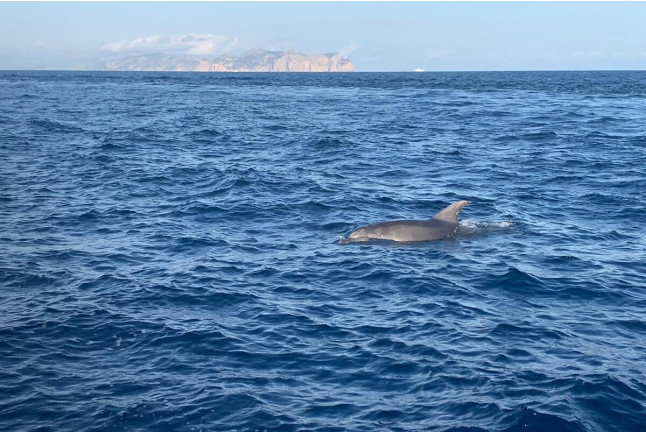 Excursión en Lancha para ver Delfines (Alcudia, Mallorca)