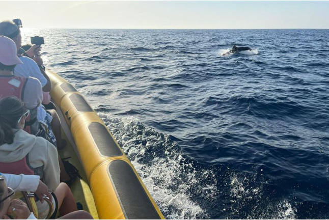 Excursión en Lancha para ver Delfines (Alcudia, Mallorca)