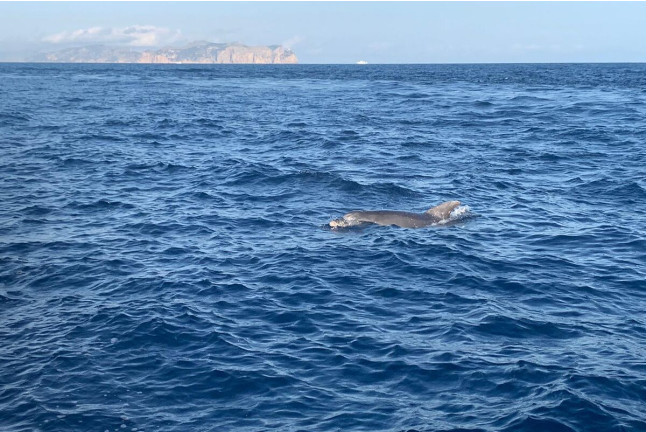 Excursión en Lancha para ver Delfines (Alcudia, Mallorca)