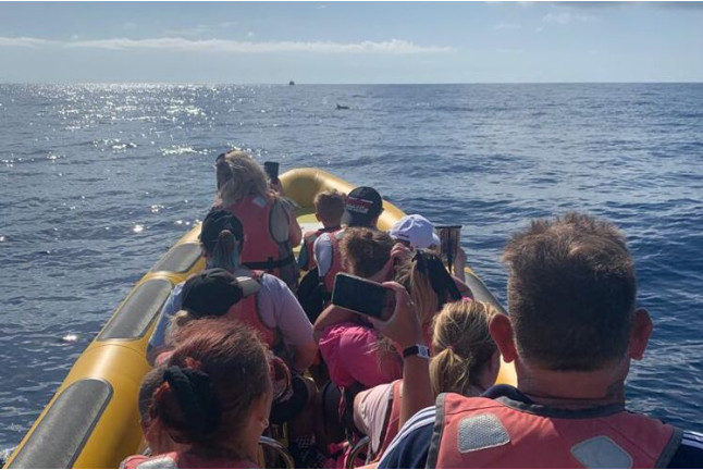 Excursión en Lancha para ver Delfines (Alcudia, Mallorca)