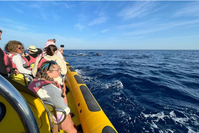 Excursión en Lancha para ver Delfines (Alcudia, Mallorca)