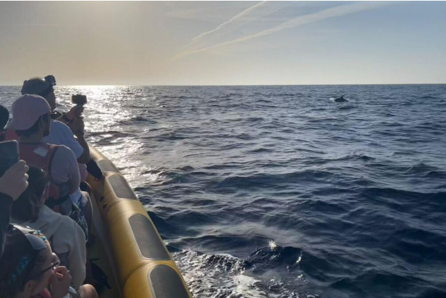 Excursión en Lancha para ver Delfines (Alcudia, Mallorca)