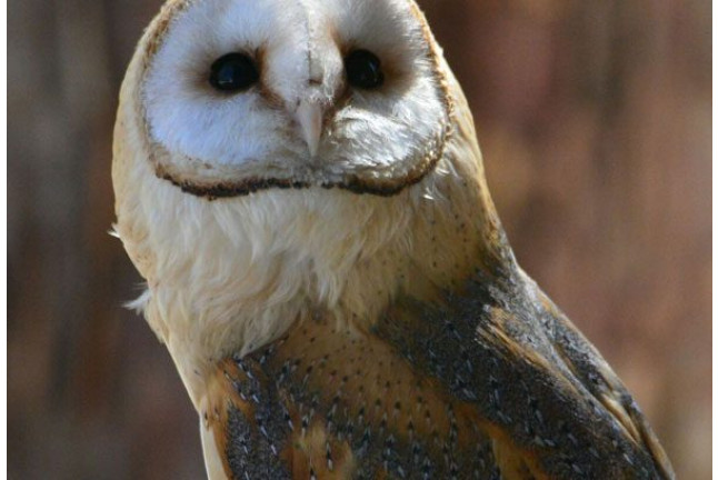 Experiencia con Aves Rapaces Nocturnas (Madrid)
