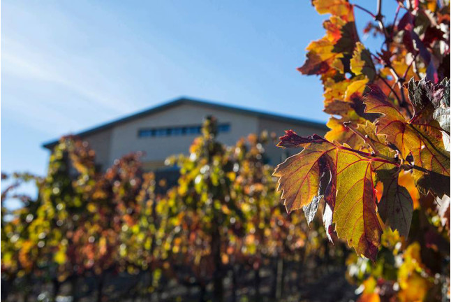 Fin de Semana Romántico: Alojamiento en Bodega y Cata de Vino en BUIL & GINÉ WINE HOTEL 4* (Tarragona)