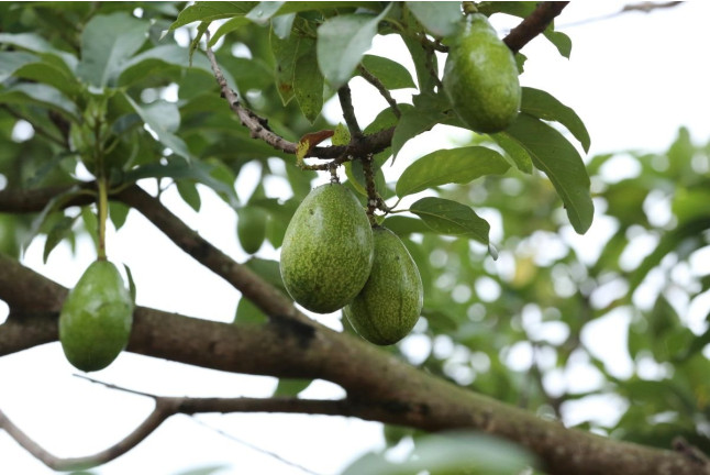 Visita a Finca de Aguacate con Desayuno Canario en Tahodio Avocado Experience (Tahodio, Santa Cruz de Tenerife)