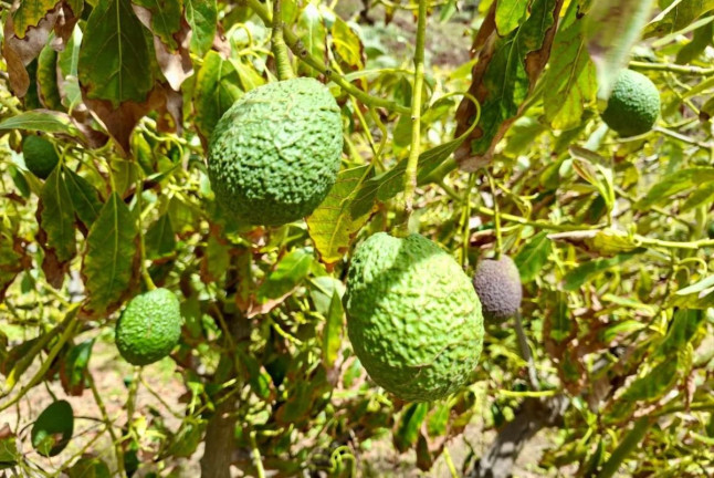 Visita a Finca de Aguacate con Desayuno Canario en Tahodio Avocado Experience (Tahodio, Santa Cruz de Tenerife)