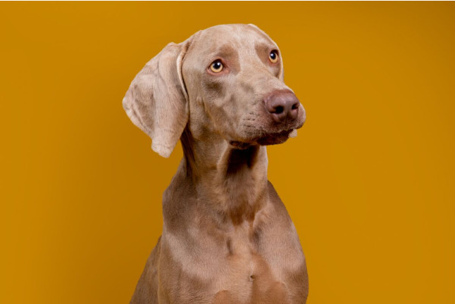 Sesión de Fotos de Familia en Selgara Studio (Valencia)