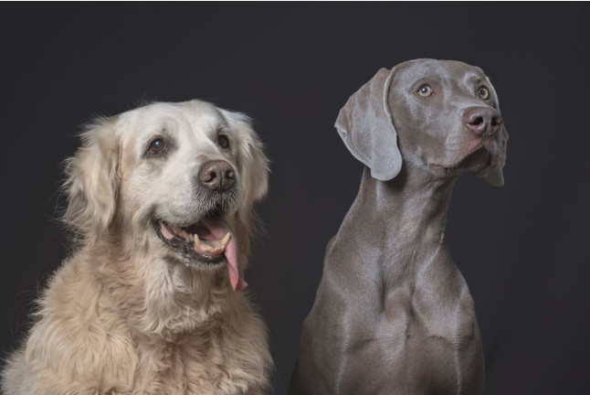 Sesión de Fotos de Familia en Selgara Studio (Valencia)