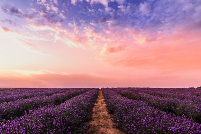 Paseo Privado en Globo sobre Campos de Lavanda para dos (Brihuega, Guadalajara)
