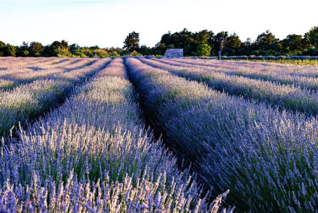 Paseo Privado en Globo sobre Campos de Lavanda para dos (Brihuega, Guadalajara)