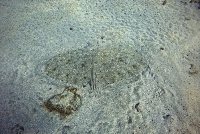 Snorkel (Puerto Rico, Gran Canaria)