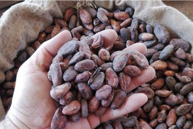 Taller de Helado de Chocolate y Bebidas Frías de Cacao (Barcelona)