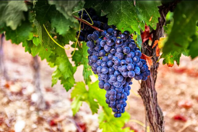 Escapada Rural con Desayuno en Hostal Los Oteros y Visita a Bodegas Gordonzello con Cata de Vinos y Aperitivo para dos (León)