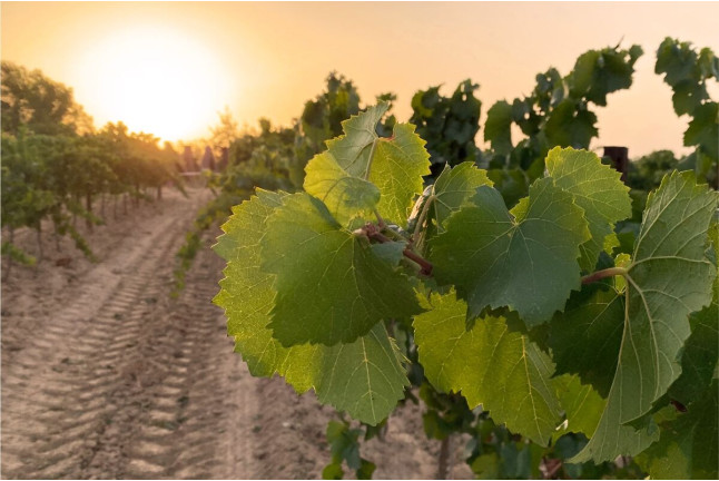 Escapada con Desayuno en Hotel Fonda Neus y Visita a Caves Vilarnau con Cata de Cava para dos (Sant Sadurní d’Anoia, Barcelona)