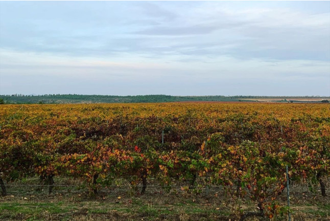 Escapada en Hotel Rural Soterraña y Visita a Bodegas Ruiz Torres, Cata de 3 Vinos y 2 Botellas de Vino para dos (Cáceres) 