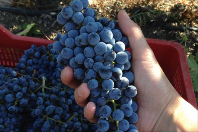 Escapada en Hotel Rural Soterraña y Visita a Bodegas Ruiz Torres, Cata de 3 Vinos y 2 Botellas de Vino para dos (Cáceres) 