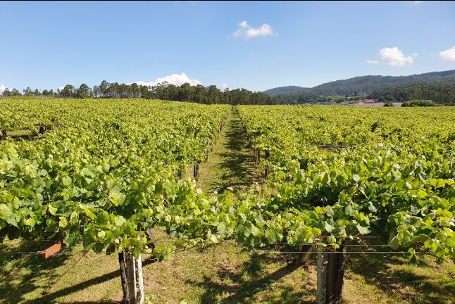 Escapada con Desayuno en Hotel Panadeiramar y Visita a Bodega Granbazán con Cata de Vinos (Pontevedra)