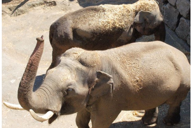 Entrada a Selwo Aventura, Visita Safari Serengueti y Hotel Selwo Lodge (Málaga)