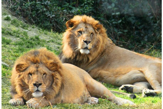 Entrada a Selwo Aventura, Visita Safari Serengueti y Hotel Selwo Lodge (Málaga)