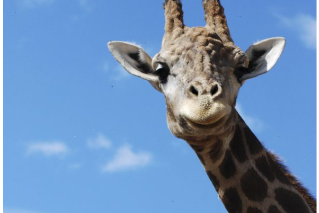 Entrada a Selwo Aventura, Visita Safari Serengueti y Hotel Selwo Lodge (Málaga)