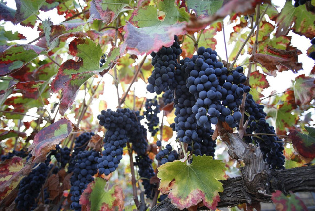 Visita a Bodega Huerto de la Condesa con Cata de Vinos para dos (Ronda, Málaga)