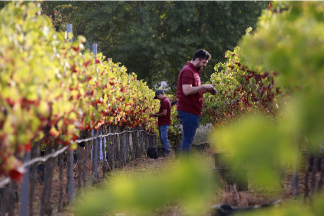 Visita a Bodega Huerto de la Condesa con Cata de Vinos para dos (Ronda, Málaga)