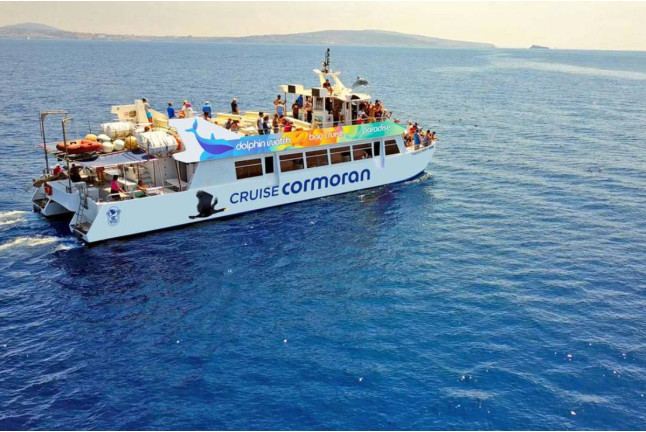Dolphin Watch: Avistamiento de Delfines con Baño (Mallorca)