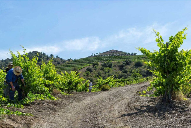 Wine & Tapas: Cata de Vinos con Tapas para dos en Bodega Buil & Giné (Tarragona)