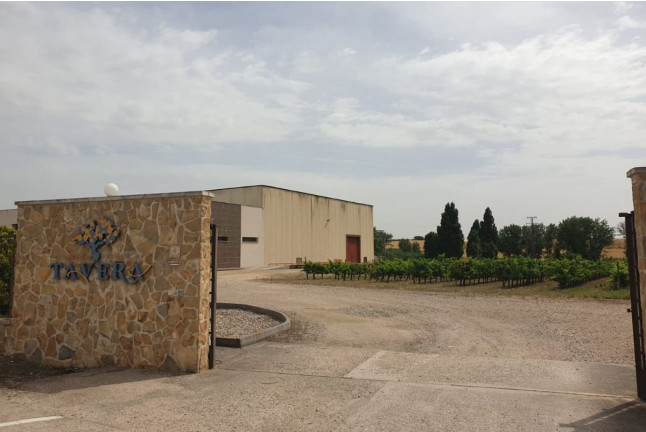 Visita a Bodegas y Viñedos Tavera con Cata de Vino para dos (Arcicóllar, Toledo)