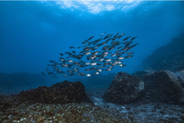Introducción al Buceo en Mar (Fuencaliente de La Palma, Los Canarios)