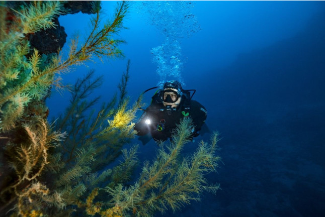 Introducción al Buceo en Mar (Fuencaliente de La Palma, Los Canarios)