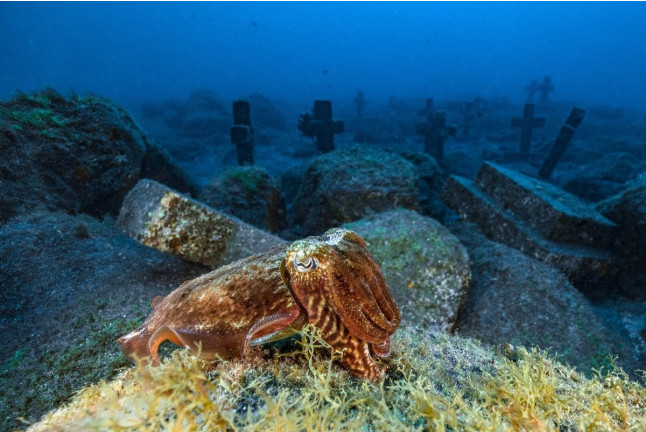 Introducción al Buceo en Mar (Fuencaliente de La Palma, Los Canarios)