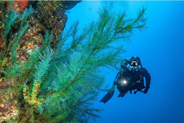 Introducción al Buceo en Mar (Fuencaliente de La Palma, Los Canarios)