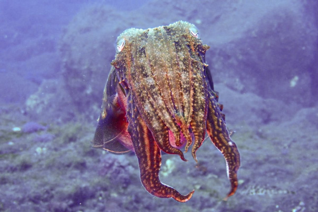 Introducción al Buceo en Mar (Fuencaliente de La Palma, Los Canarios)